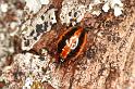 Hypsosinga_heri_D6119_Z_88_Les Gris_Frankrijk